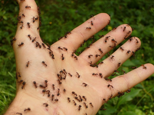 Myrmécophobie- peur des fourmis